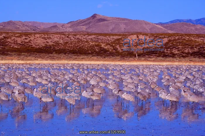 : 80188018 Sandhill Crane - a large group of wintering : 80188018 Sandhill Crane - a large group of wintering