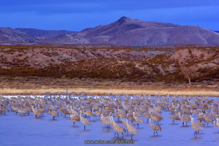 : 80188019 Sandhill Crane - a large group of wintering : 80188019 Sandhill Crane - a large group of wintering