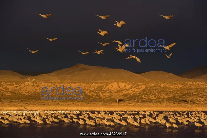 : 80188020 Sandhill Crane - dark thunderstorm clouds : 80188020 Sandhill Crane - dark thunderstorm clouds