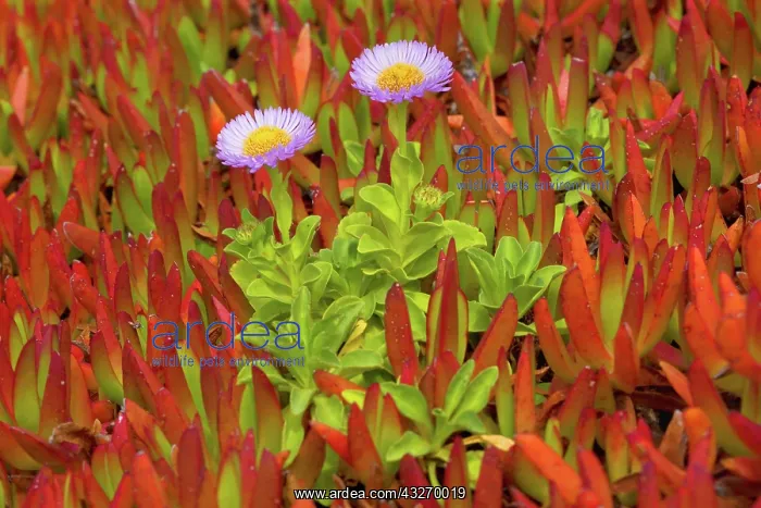  : 80188032 Seaside Daisy - flowering seaside daisies