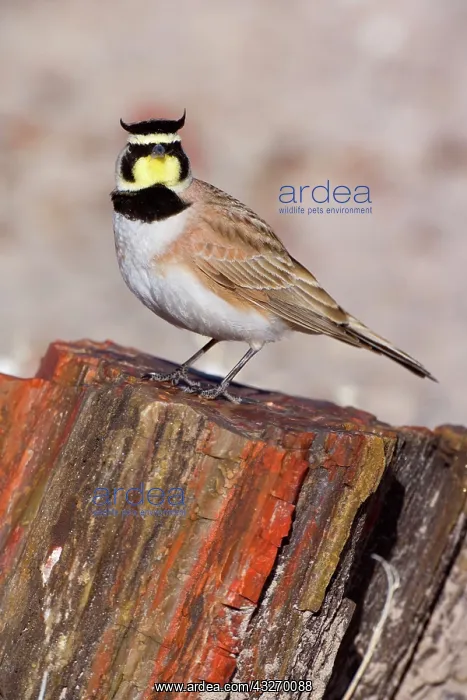 : 80188041 Horned Lark - adult male sitting on petrified : 80188041 Horned Lark - adult male sitting on petrified