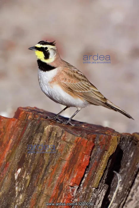 : 80188042 Horned Lark - adult male sitting on petrified : 80188042 Horned Lark - adult male sitting on petrified