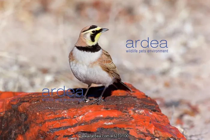 : 80188043 Horned Lark - adult male sitting on petrified : 80188043 Horned Lark - adult male sitting on petrified