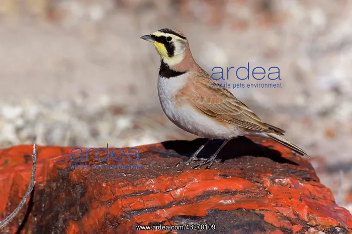 : 80188044 Horned Lark - adult male sitting on petrified : 80188044 Horned Lark - adult male sitting on petrified