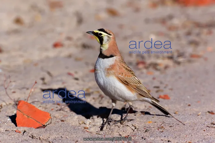 : 80188045 Horned Lark - adult male - winter Petrified : 80188045 Horned Lark - adult male - winter Petrified