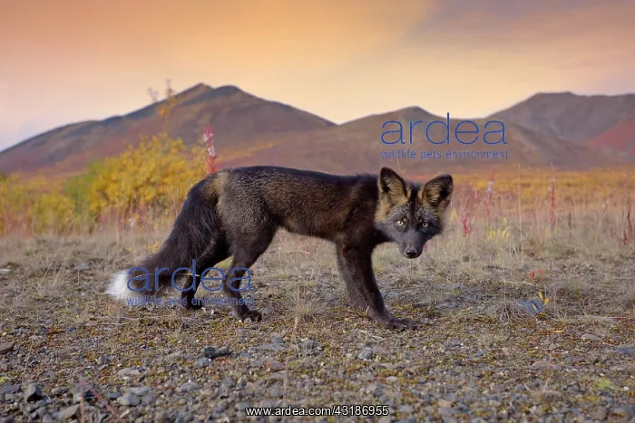  : 80188048 Silver Fox - adult (melanistic form of