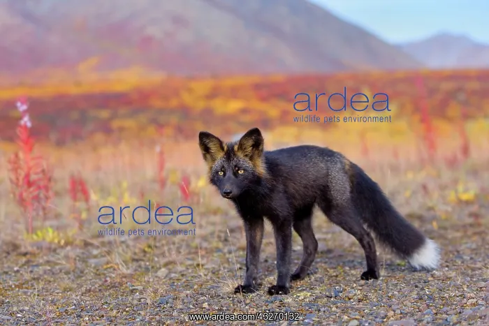  : 80188049 Silver Fox - adult (melanistic form of
