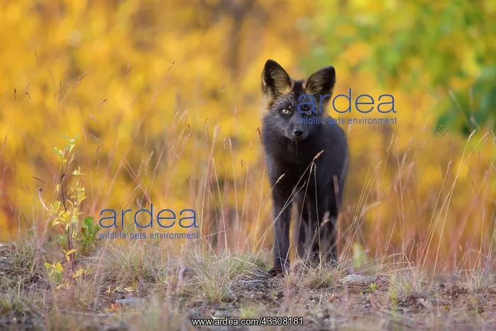 : 80188050 Silver Fox - adult (melanistic form of : 80188050 Silver Fox - adult (melanistic form of
