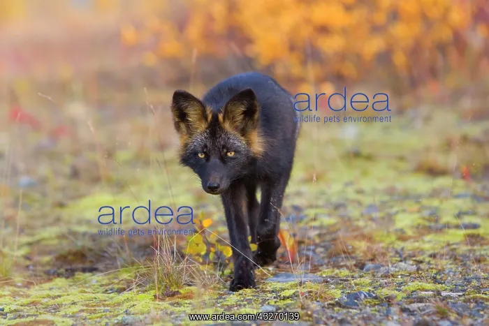 : 80188051 Silver Fox - adult (melanistic form of : 80188051 Silver Fox - adult (melanistic form of