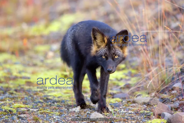  : 80188052 Silver Fox - adult (melanistic form of