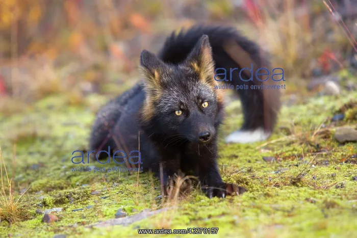  : 80188053 Silver Fox - adult (melanistic form of