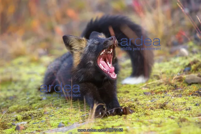 : 80188054 Silver Fox - adult (melanistic form of : 80188054 Silver Fox - adult (melanistic form of