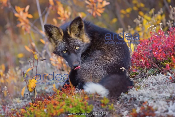 : 80188055 Silver Fox - adult (melanistic form of : 80188055 Silver Fox - adult (melanistic form of