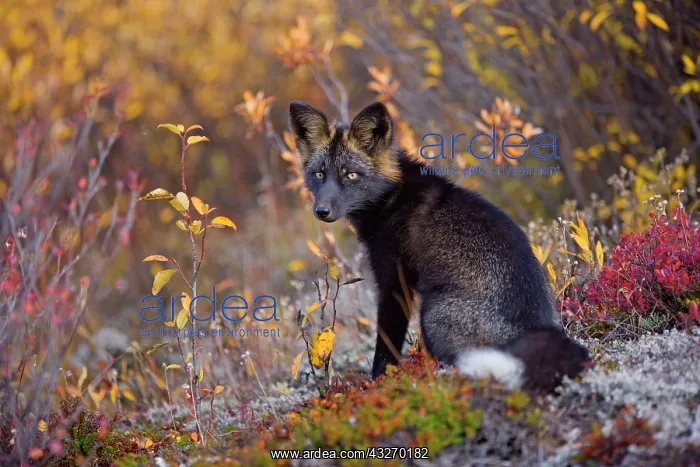  : 80188056 Silver Fox - adult (melanistic form of
