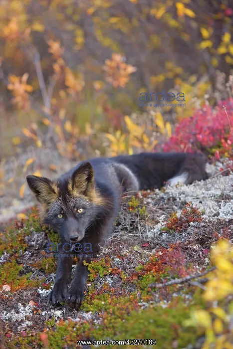  : 80188057 Silver Fox - adult (melanistic form of