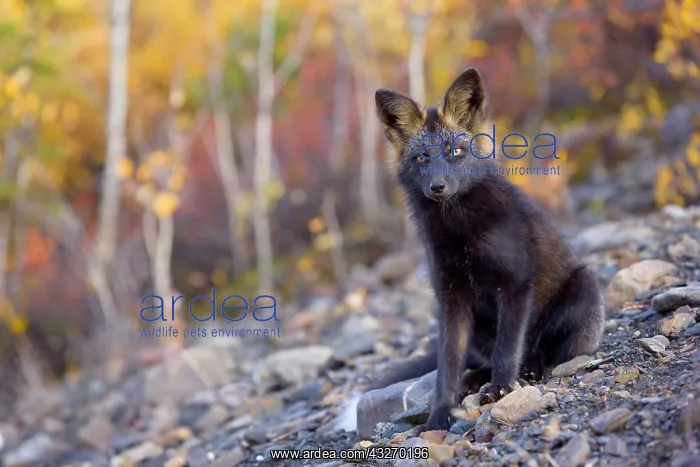 : 80188058 Silver Fox - adult (melanistic form of : 80188058 Silver Fox - adult (melanistic form of