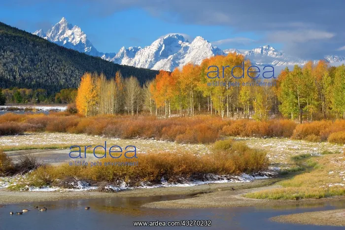 : 80188062 Snake River Oxbow - mountain landscape : 80188062 Snake River Oxbow - mountain landscape