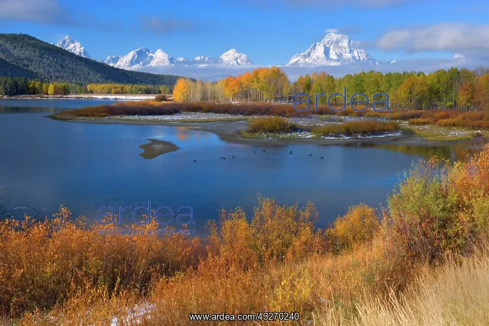 : 80188063 Snake River Oxbow - mountain landscape : 80188063 Snake River Oxbow - mountain landscape