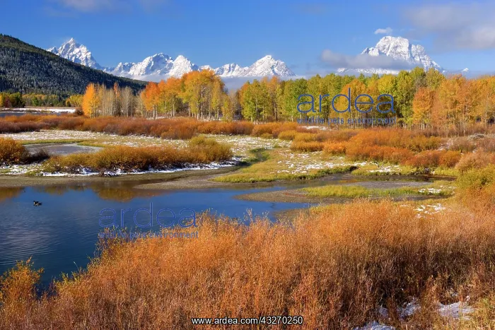 : 80188064 Snake River Oxbow - mountain landscape : 80188064 Snake River Oxbow - mountain landscape