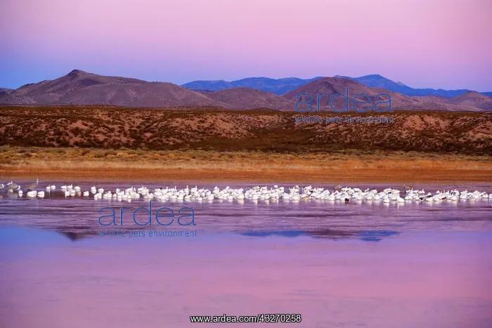 : 80188065 Snow / Blue Goose - a large group of wintering : 80188065 Snow / Blue Goose - a large group of wintering