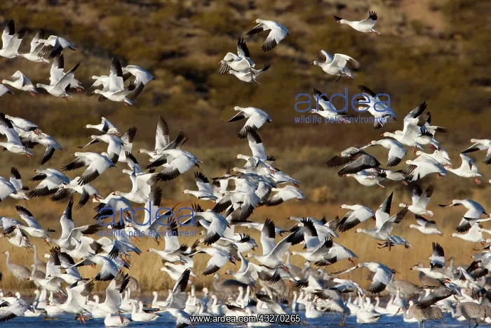 : 80188066 Snow / Blue Goose - flock of wintering : 80188066 Snow / Blue Goose - flock of wintering