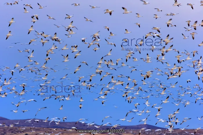 : 80188067 Snow / Blue Goose - flock of wintering : 80188067 Snow / Blue Goose - flock of wintering