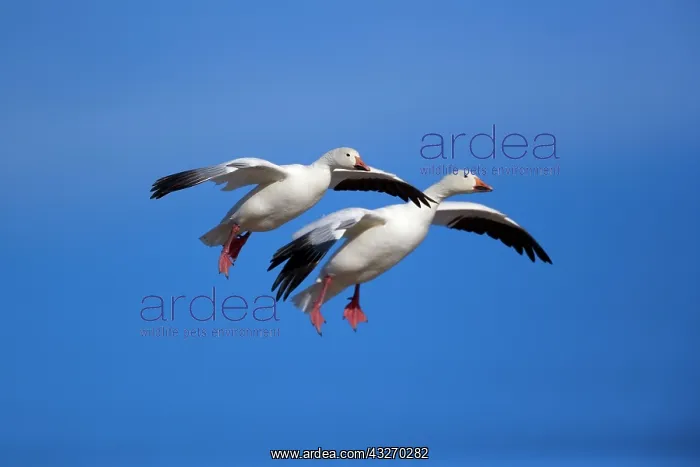 : 80188068 Snow / Blue Goose - flock of wintering : 80188068 Snow / Blue Goose - flock of wintering