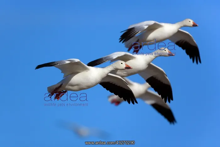 : 80188069 Snow / Blue Goose - flock of wintering : 80188069 Snow / Blue Goose - flock of wintering