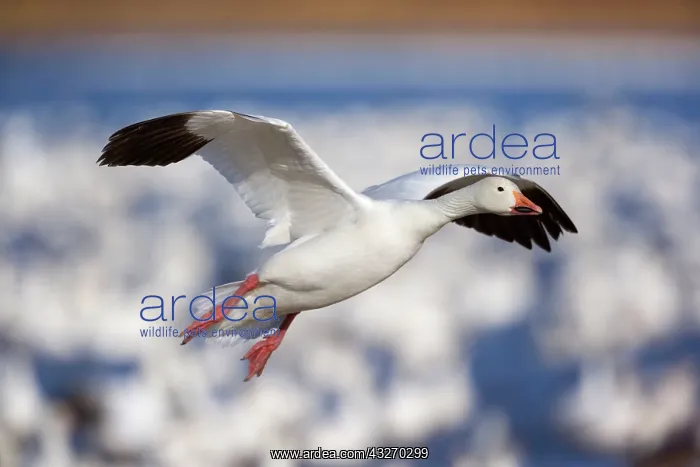 : 80188070 Snow / Blue Goose - flock of wintering : 80188070 Snow / Blue Goose - flock of wintering