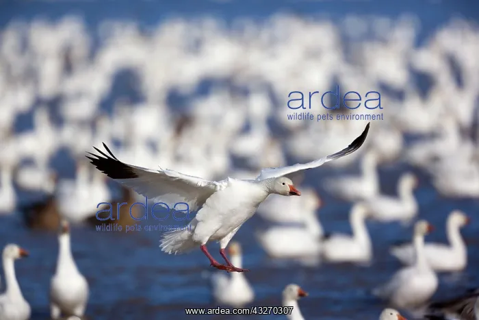 : 80188071 Snow / Blue Goose - flock of wintering : 80188071 Snow / Blue Goose - flock of wintering