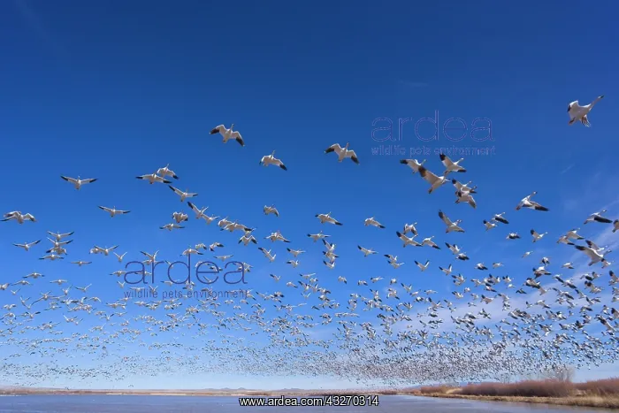 : 80188072 Snow / Blue Goose - flock of wintering : 80188072 Snow / Blue Goose - flock of wintering
