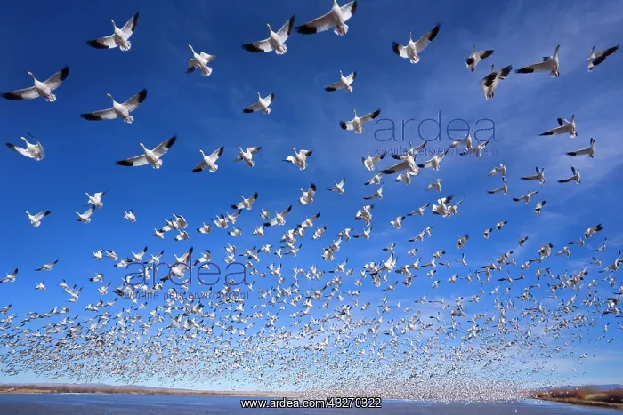 : 80188073 Snow / Blue Goose - flock of wintering : 80188073 Snow / Blue Goose - flock of wintering
