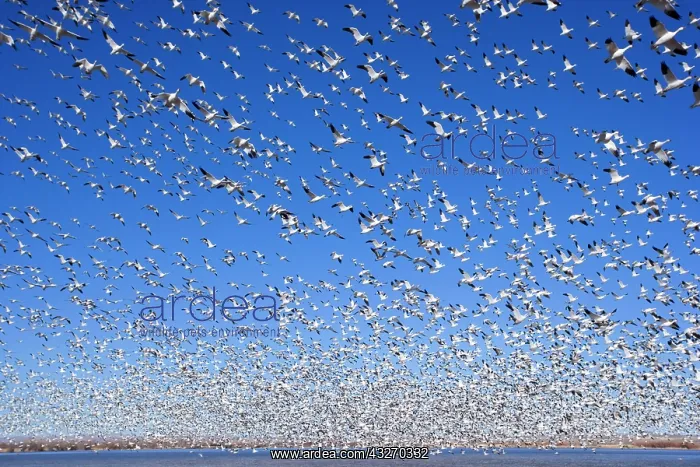 : 80188074 Snow / Blue Goose - flock of wintering : 80188074 Snow / Blue Goose - flock of wintering