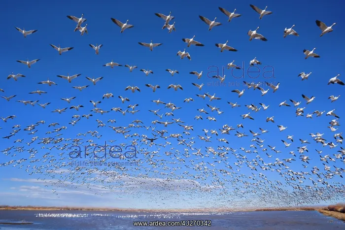 : 80188075 Snow / Blue Goose - flock of wintering : 80188075 Snow / Blue Goose - flock of wintering