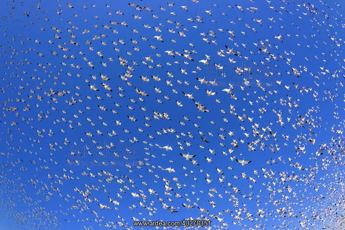 : 80188076 Snow / Blue Goose - flock of wintering : 80188076 Snow / Blue Goose - flock of wintering