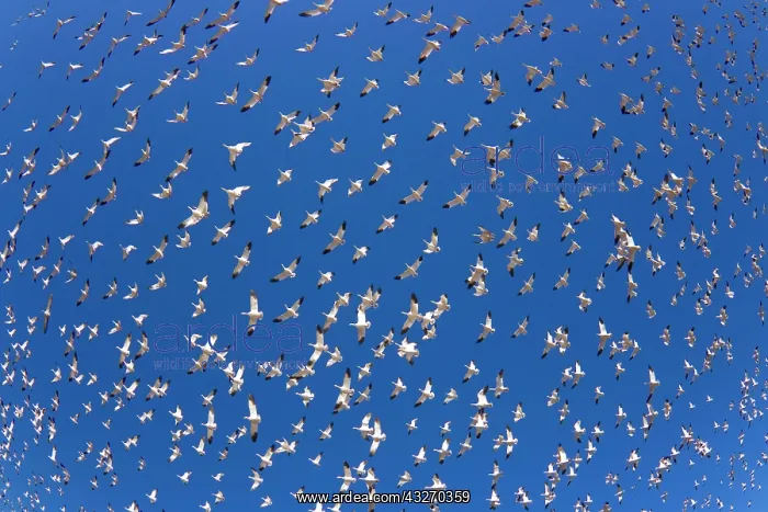 : 80188077 Snow / Blue Goose - flock of wintering : 80188077 Snow / Blue Goose - flock of wintering