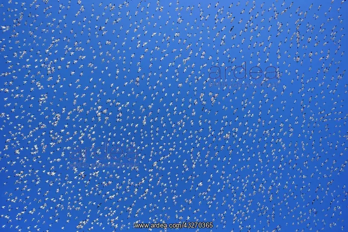 : 80188078 Snow / Blue Goose - flock of wintering : 80188078 Snow / Blue Goose - flock of wintering
