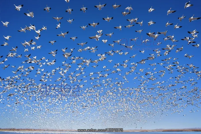 : 80188079 Snow / Blue Goose - flock of wintering : 80188079 Snow / Blue Goose - flock of wintering