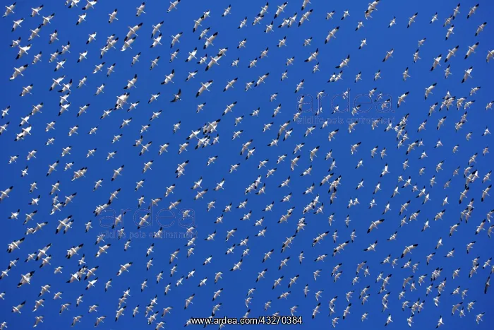 : 80188080 Snow / Blue Goose - flock of wintering : 80188080 Snow / Blue Goose - flock of wintering
