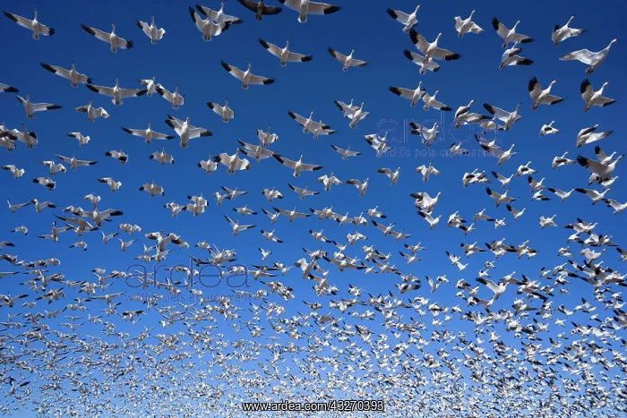 : 80188081 Snow / Blue Goose - flock of wintering : 80188081 Snow / Blue Goose - flock of wintering