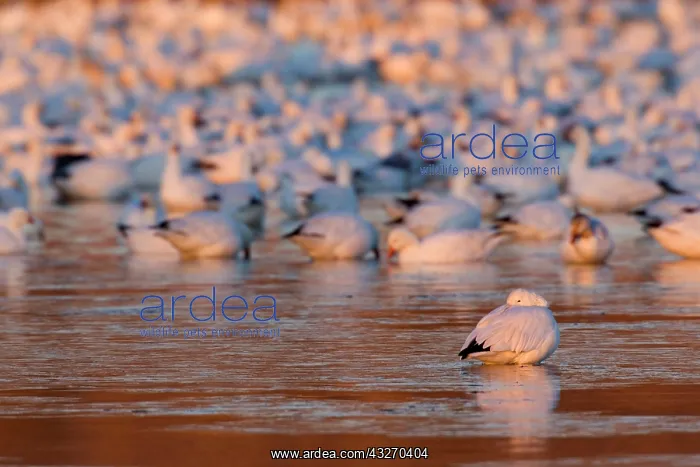 : 80188082 Snow / Blue Goose - flock of wintering : 80188082 Snow / Blue Goose - flock of wintering