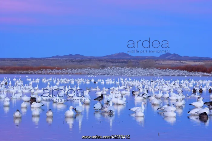 : 80188083 Snow / Blue Goose - flock of wintering : 80188083 Snow / Blue Goose - flock of wintering