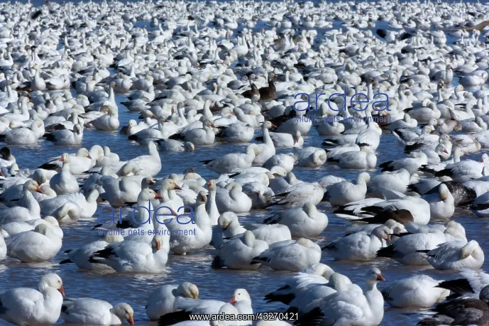 : 80188084 Snow / Blue Goose - flock of wintering : 80188084 Snow / Blue Goose - flock of wintering