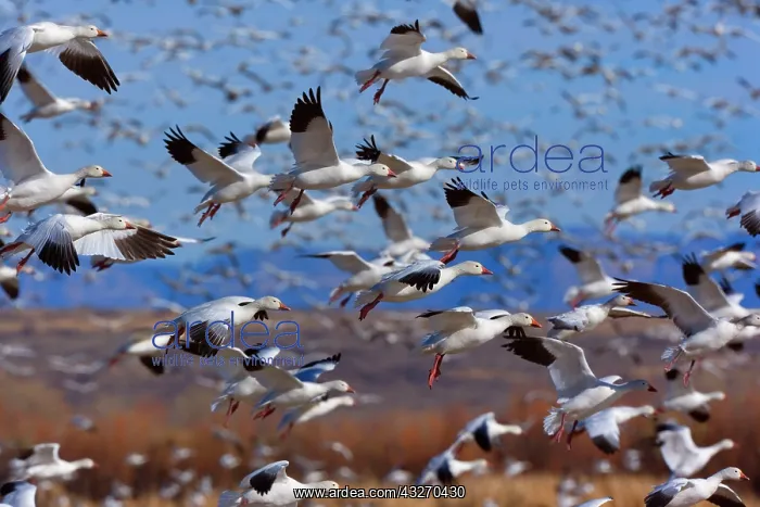 : 80188085 Snow / Blue Goose - flock of wintering : 80188085 Snow / Blue Goose - flock of wintering