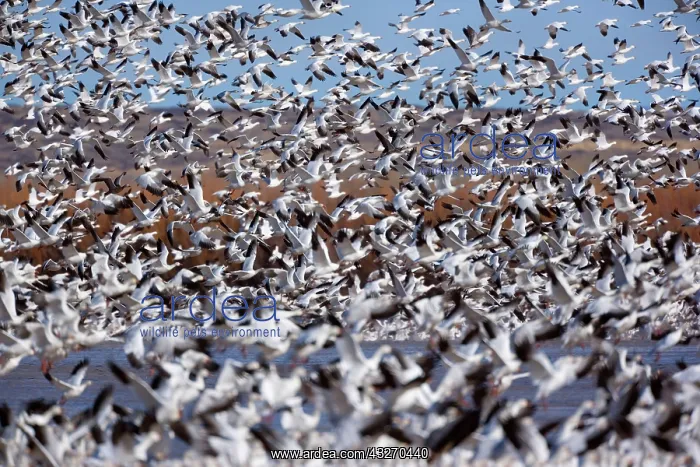 : 80188086 Snow / Blue Goose - flock of wintering : 80188086 Snow / Blue Goose - flock of wintering