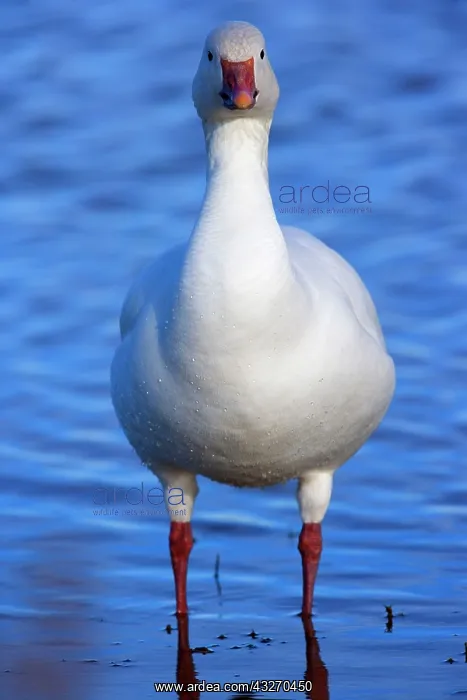 : 80188087 Snow / Blue Goose Bosque del Apache National : 80188087 Snow / Blue Goose Bosque del Apache National