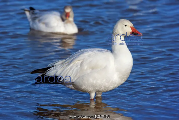 : 80188089 Snow / Blue Goose Bosque del Apache National : 80188089 Snow / Blue Goose Bosque del Apache National
