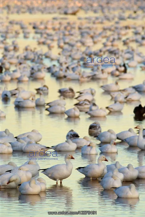  : 80188092 Snow  /  Blue Goose - flock of wintering