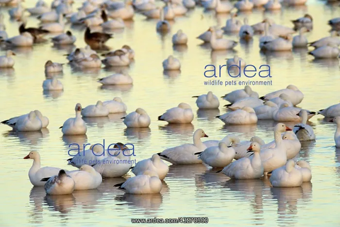 : 80188093 Snow / Blue Goose - flock of wintering : 80188093 Snow / Blue Goose - flock of wintering