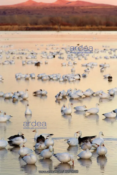 : 80188094 Snow / Blue Goose - flock of wintering : 80188094 Snow / Blue Goose - flock of wintering